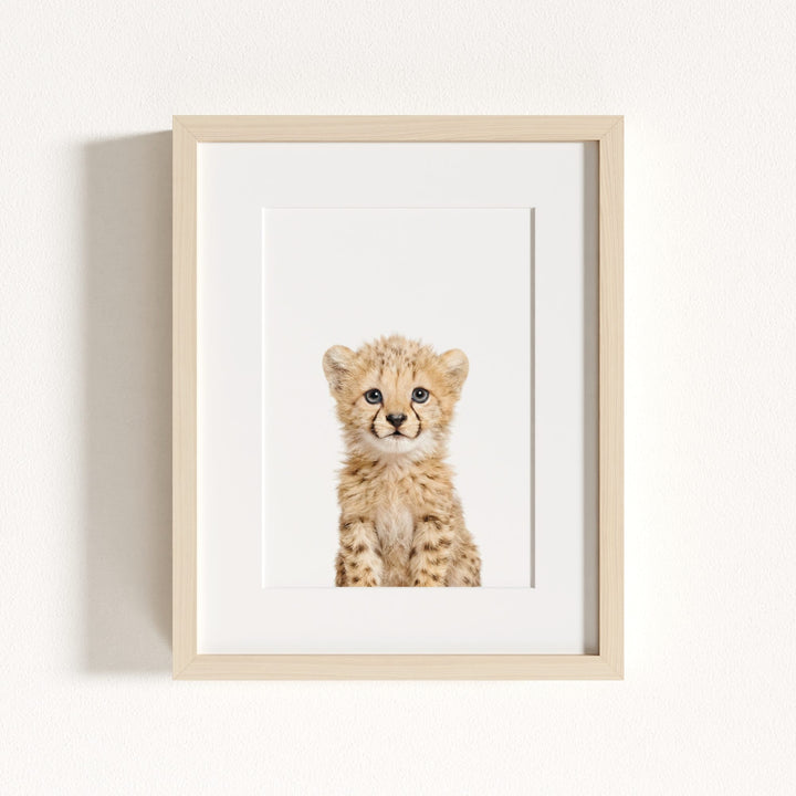 Baby Cheetah