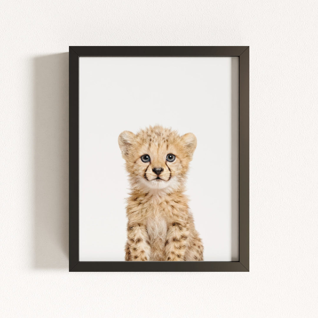 Baby Cheetah