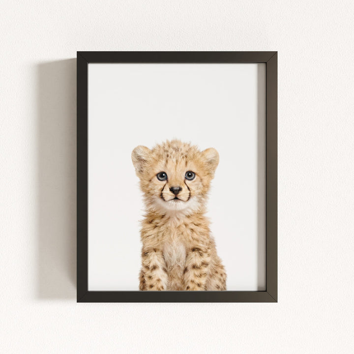 Baby Cheetah
