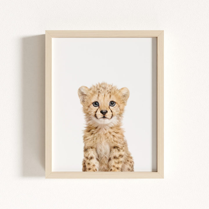 Baby Cheetah