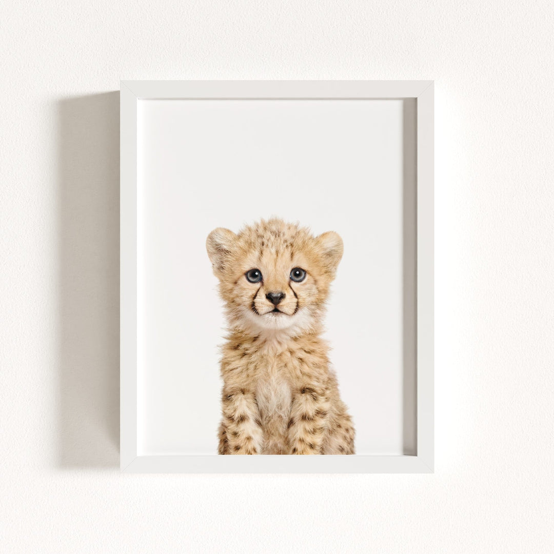 Baby Cheetah