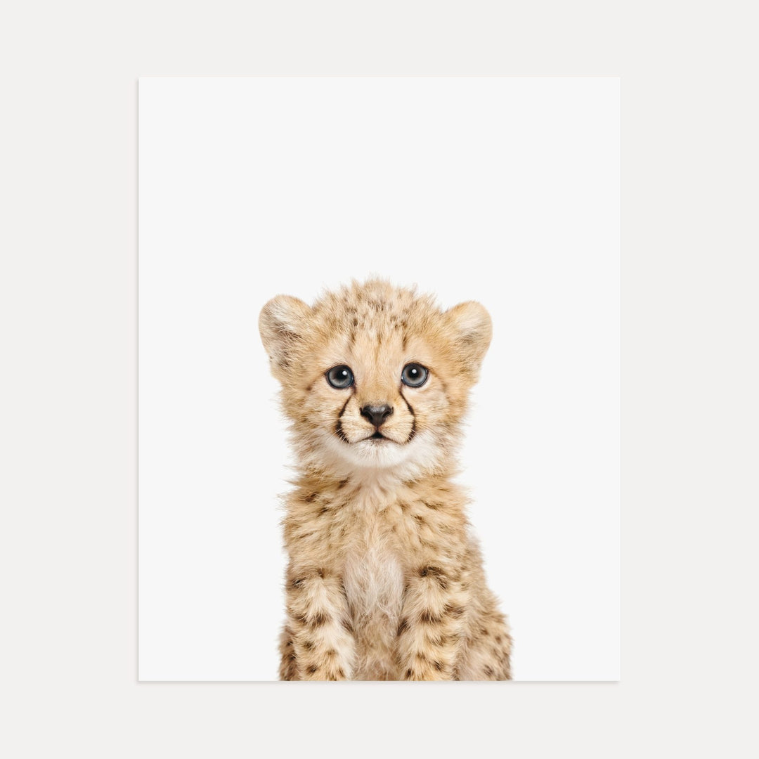 Baby Cheetah