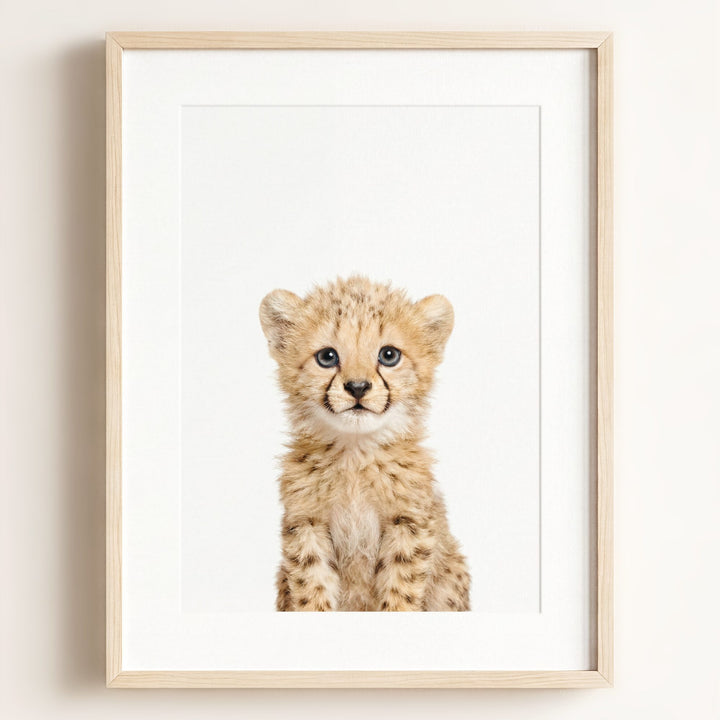 Baby Cheetah