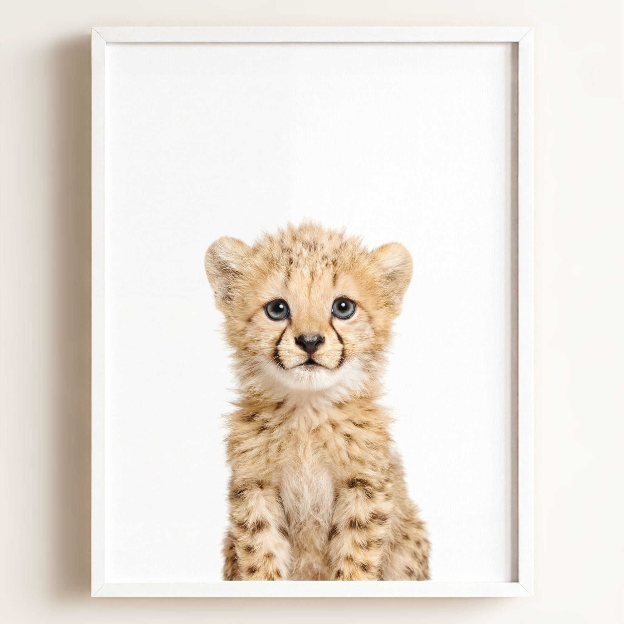 Baby Cheetah