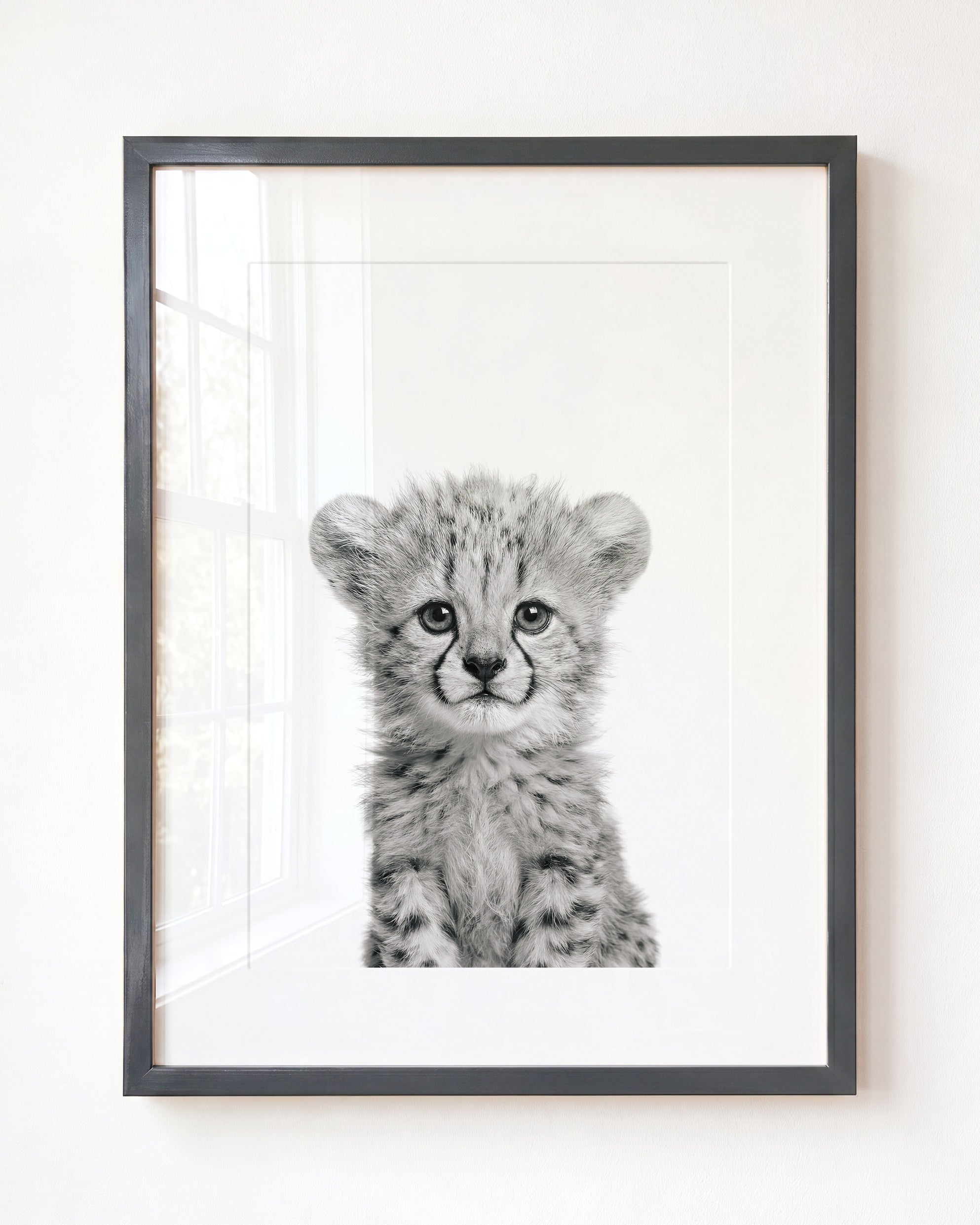 Baby Cheetah