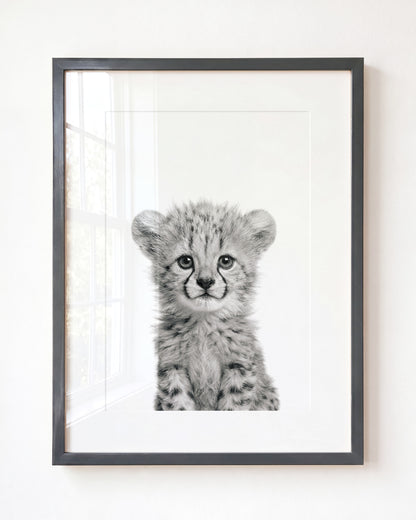 Baby Cheetah
