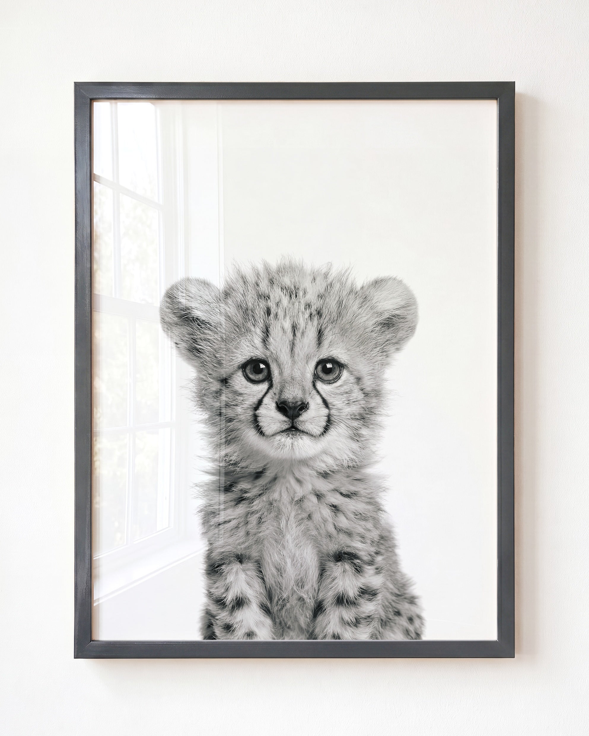 Baby Cheetah