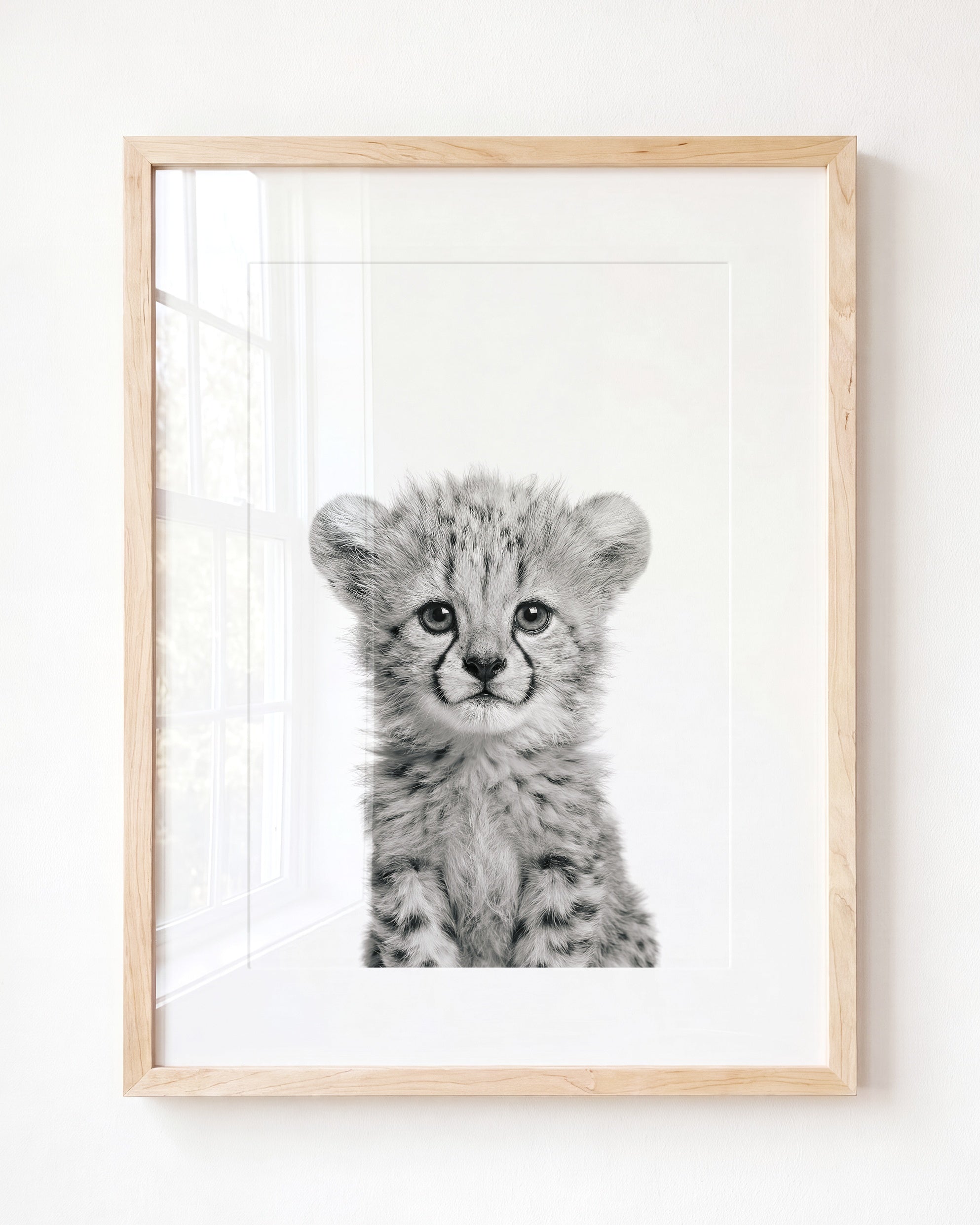 Baby Cheetah