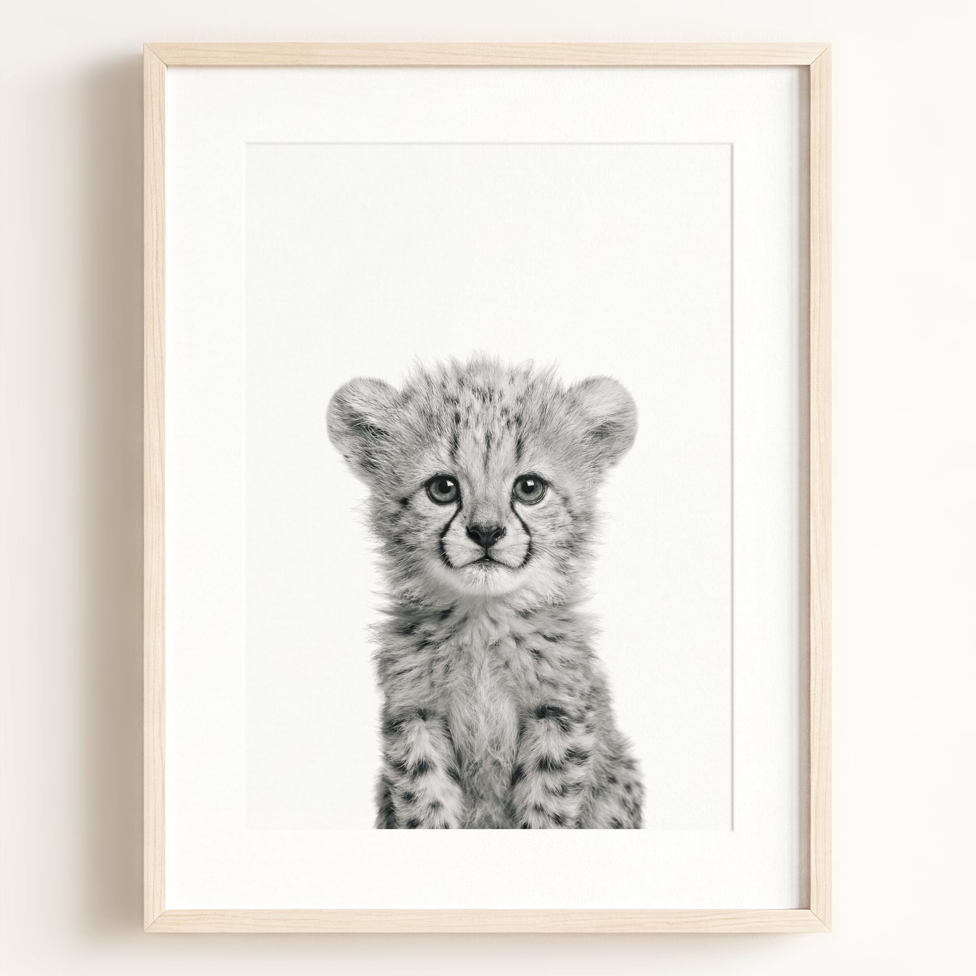 Baby Cheetah