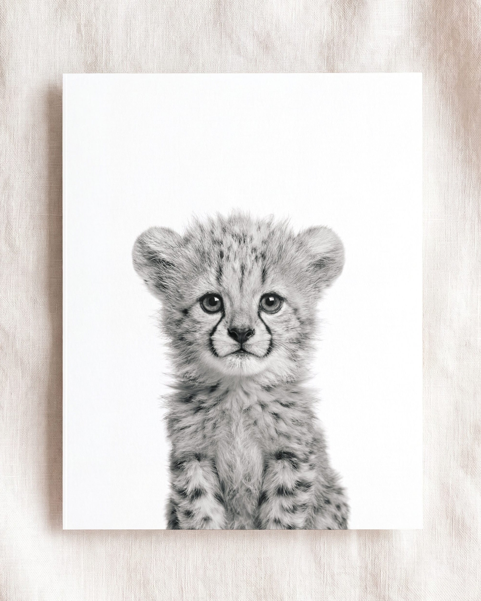Baby Cheetah