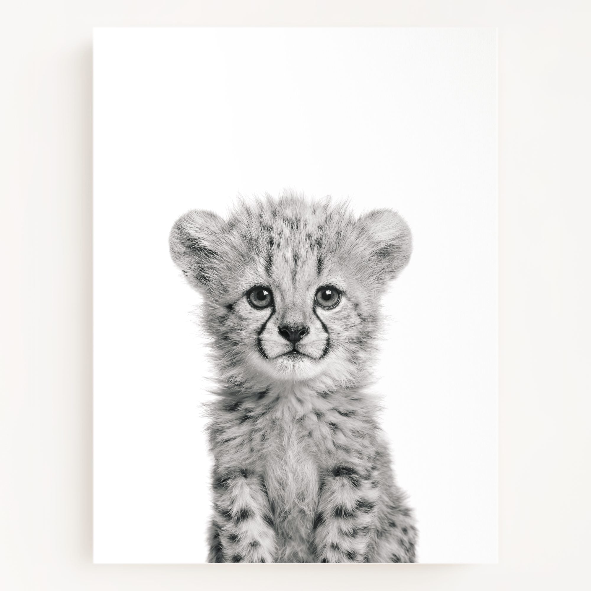 Baby Cheetah