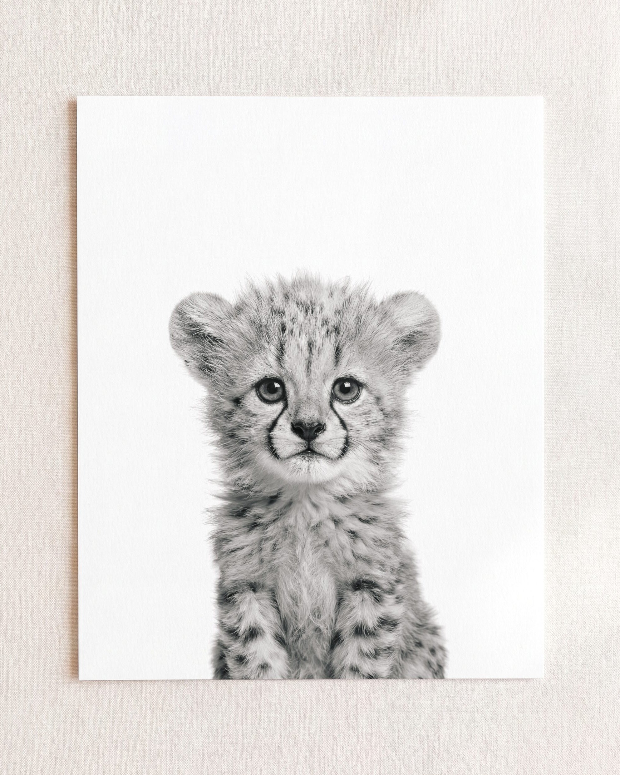 Baby Cheetah