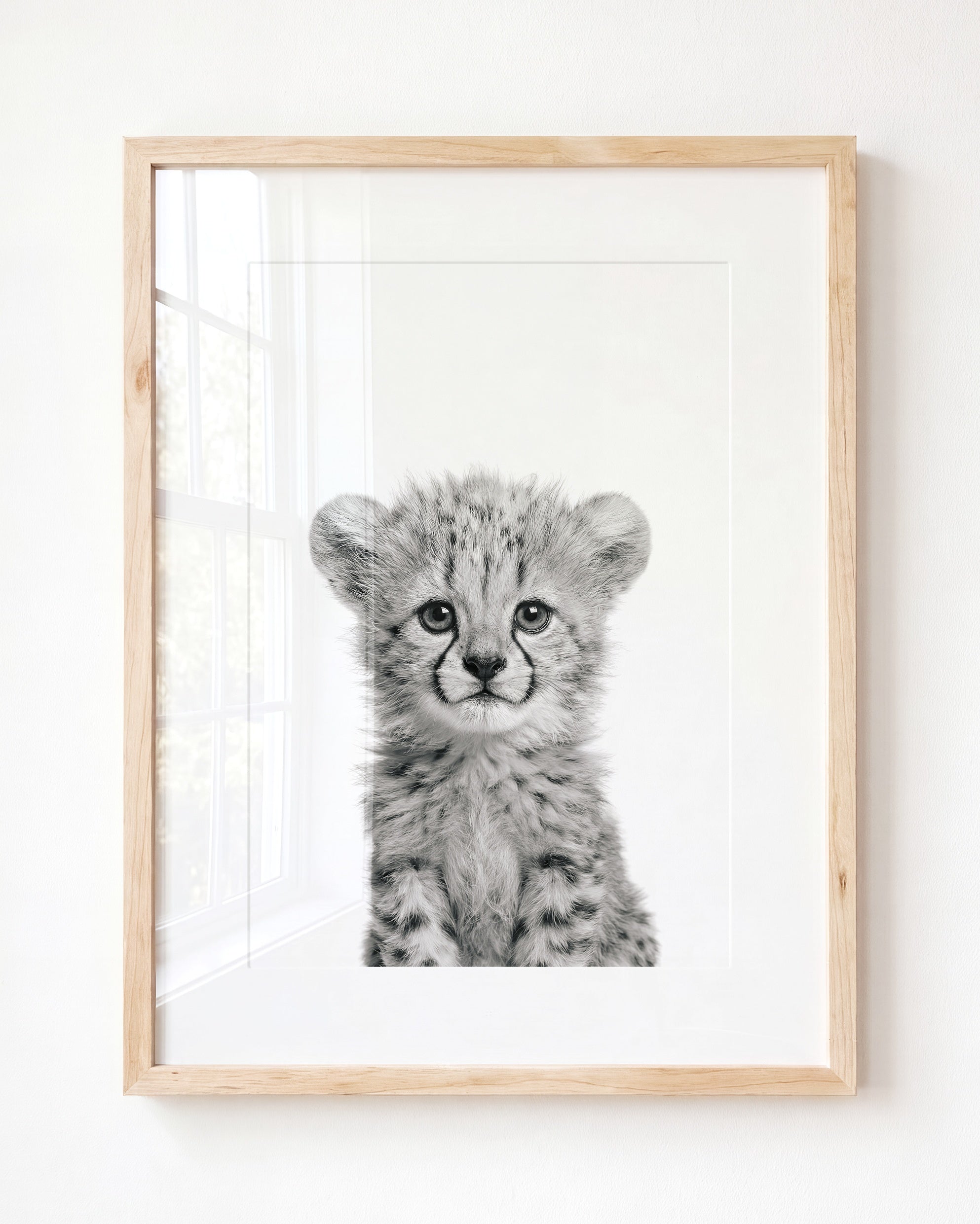 Baby Cheetah