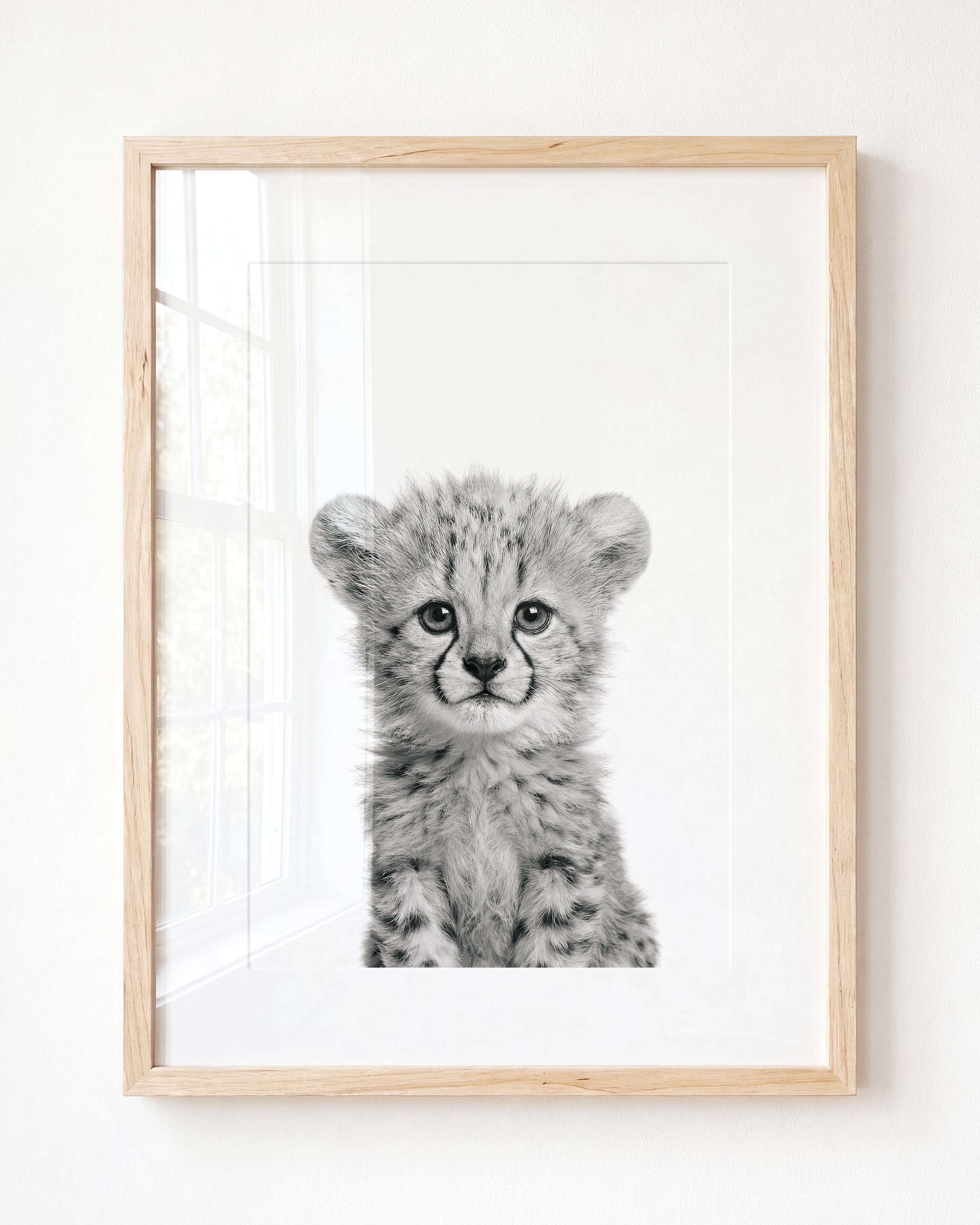 Baby Cheetah