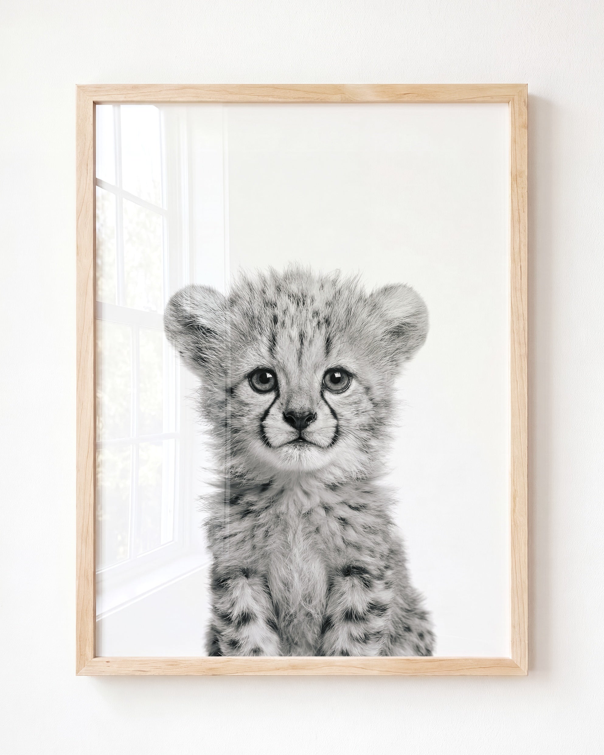 Baby Cheetah