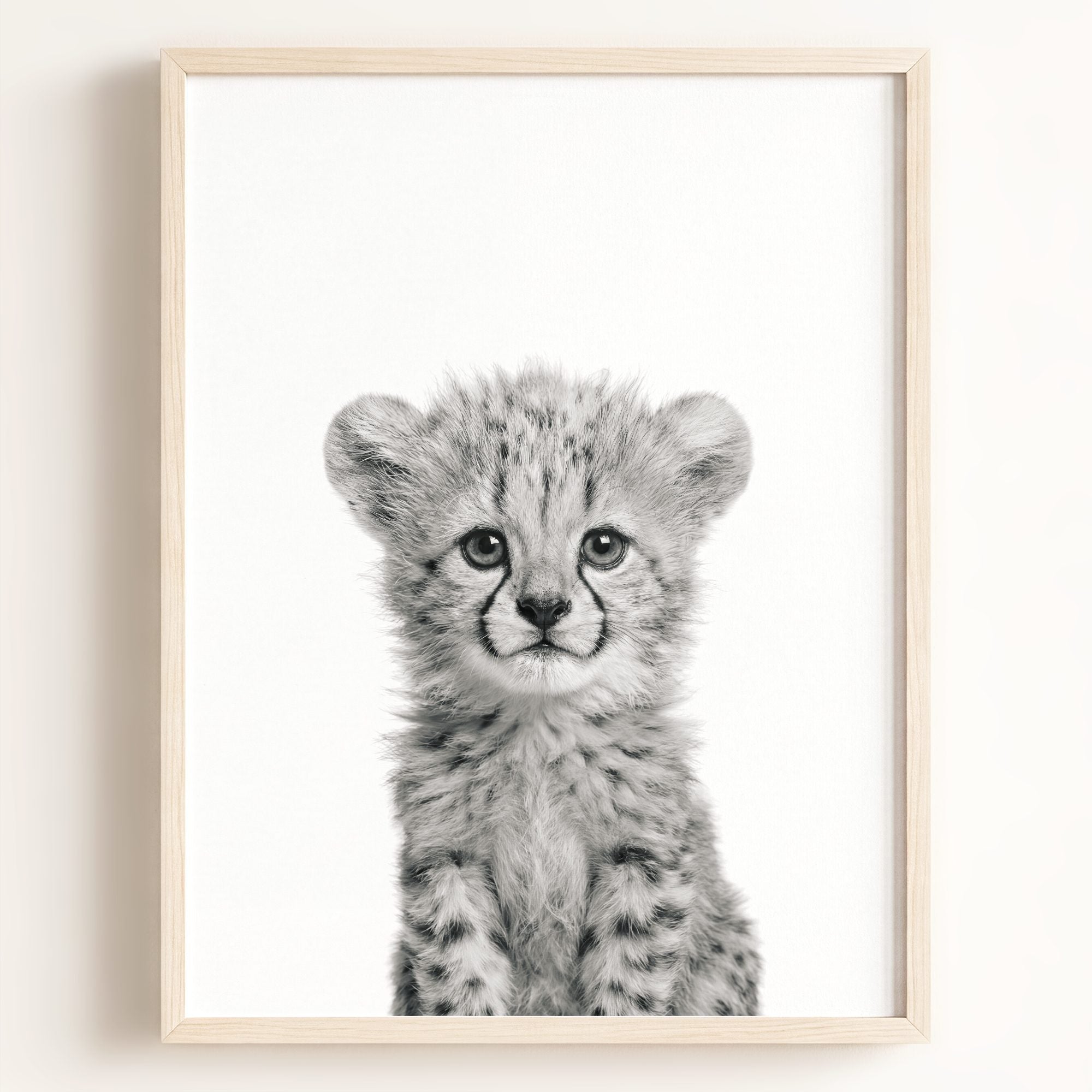 Baby Cheetah