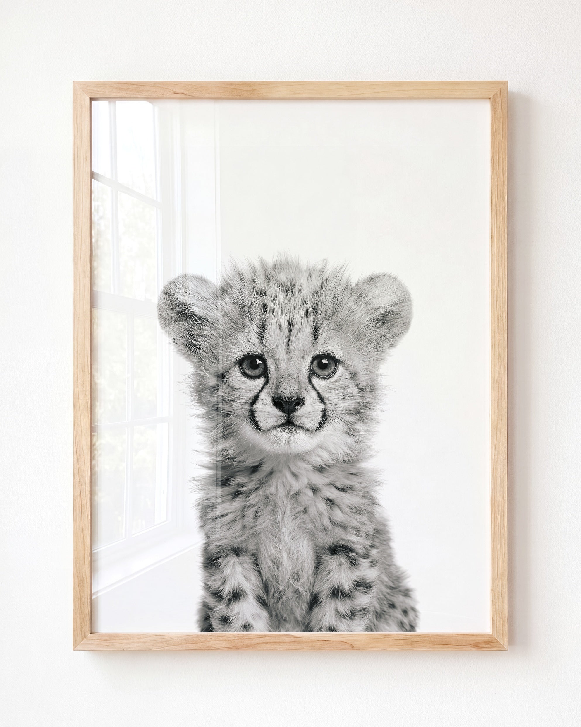 Baby Cheetah