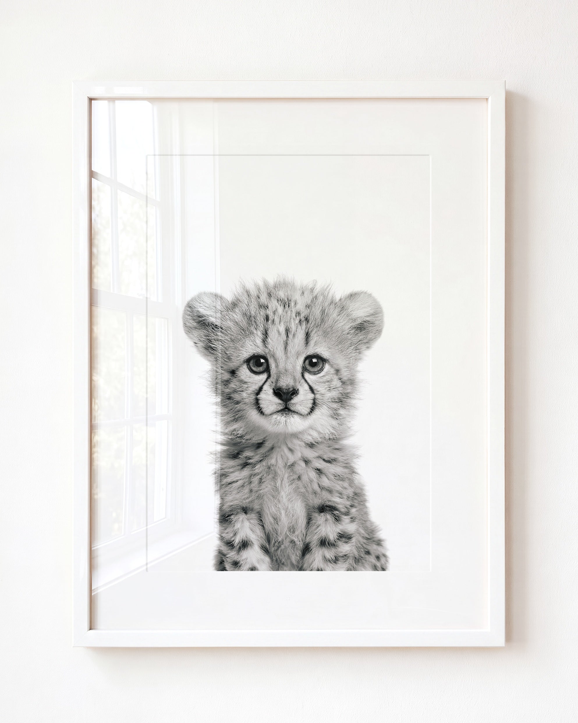 Baby Cheetah