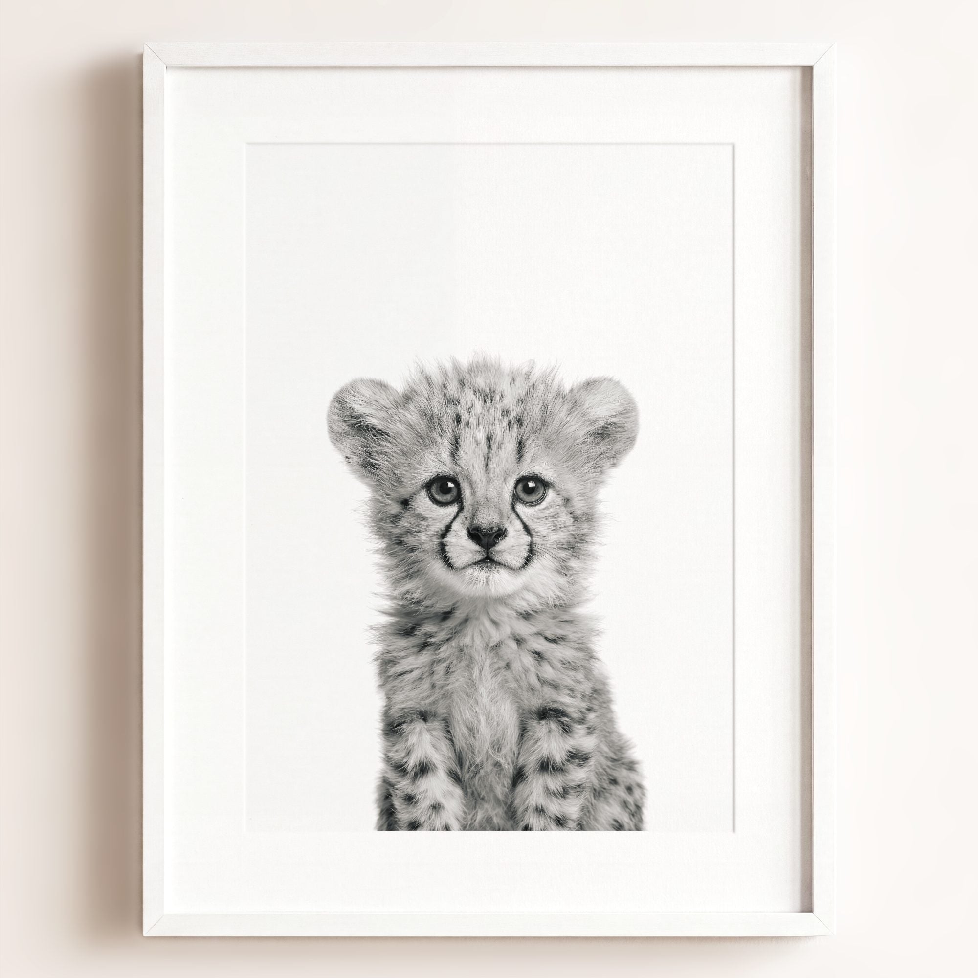 Baby Cheetah