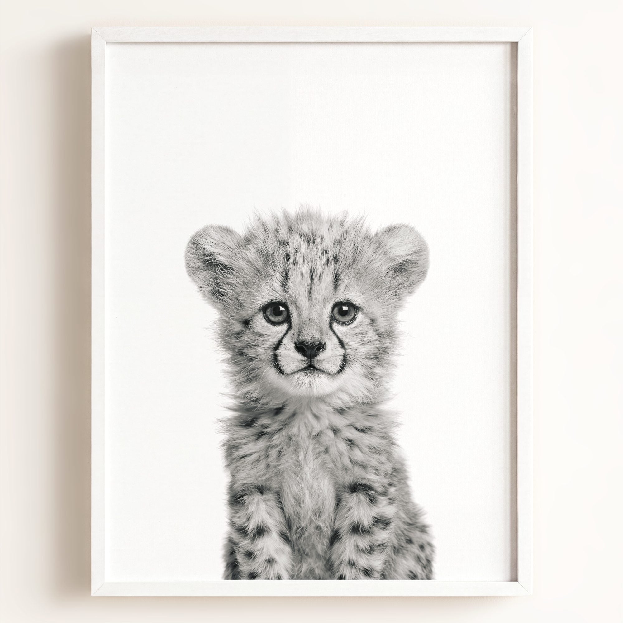Baby Cheetah