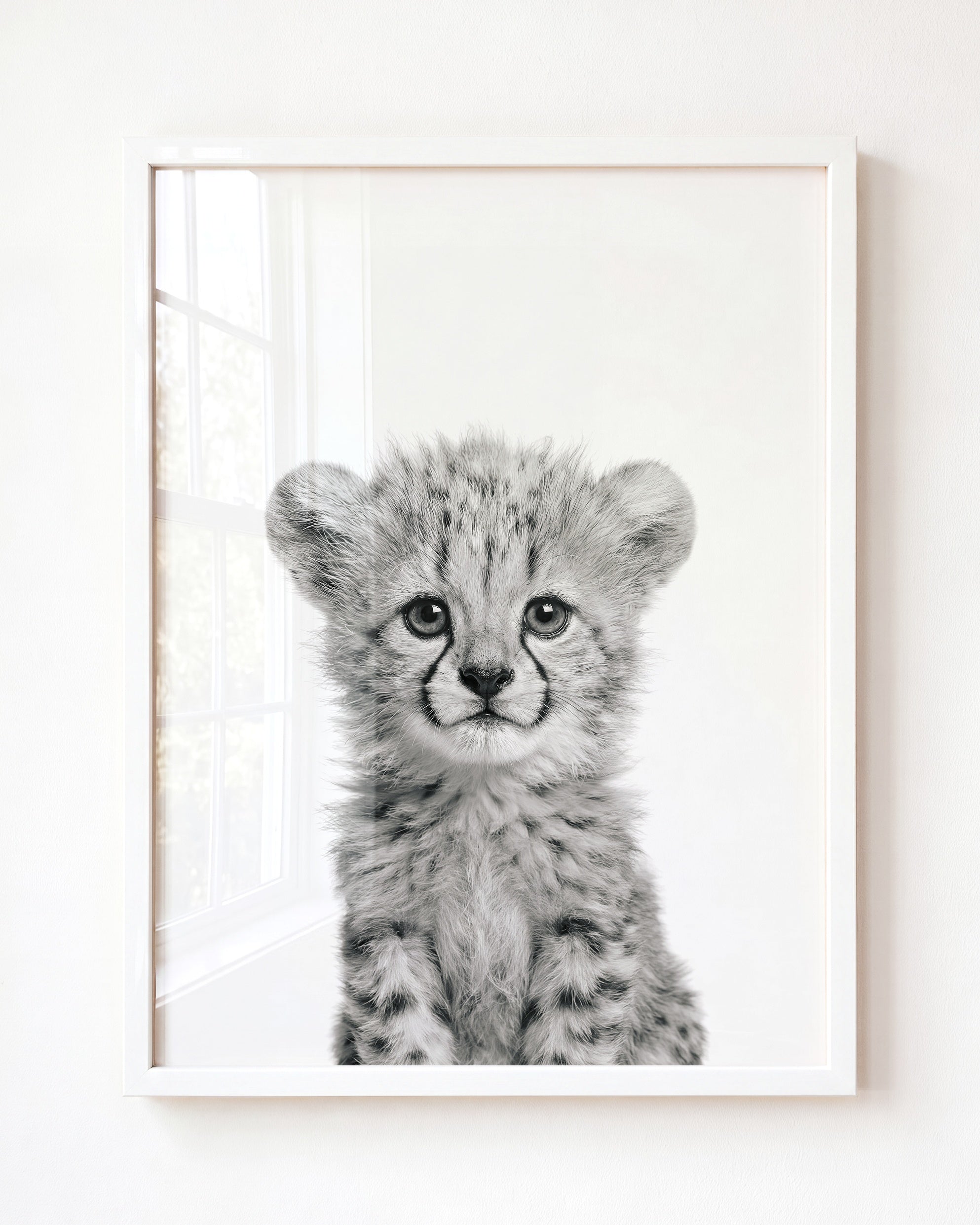 Baby Cheetah
