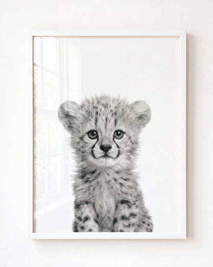 Baby Cheetah