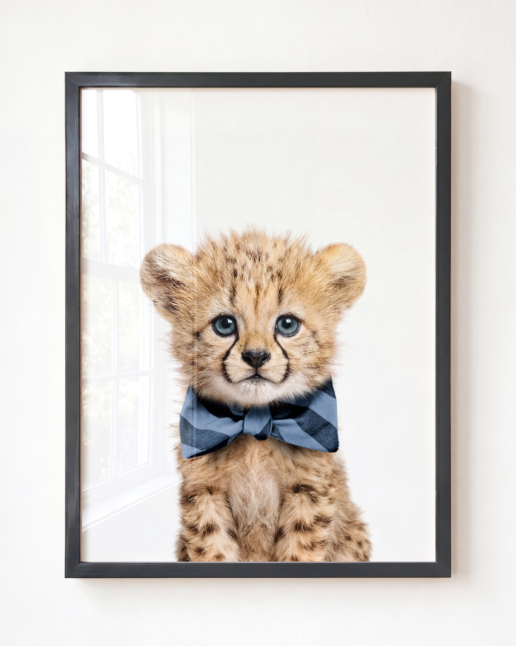 Baby Cheetah