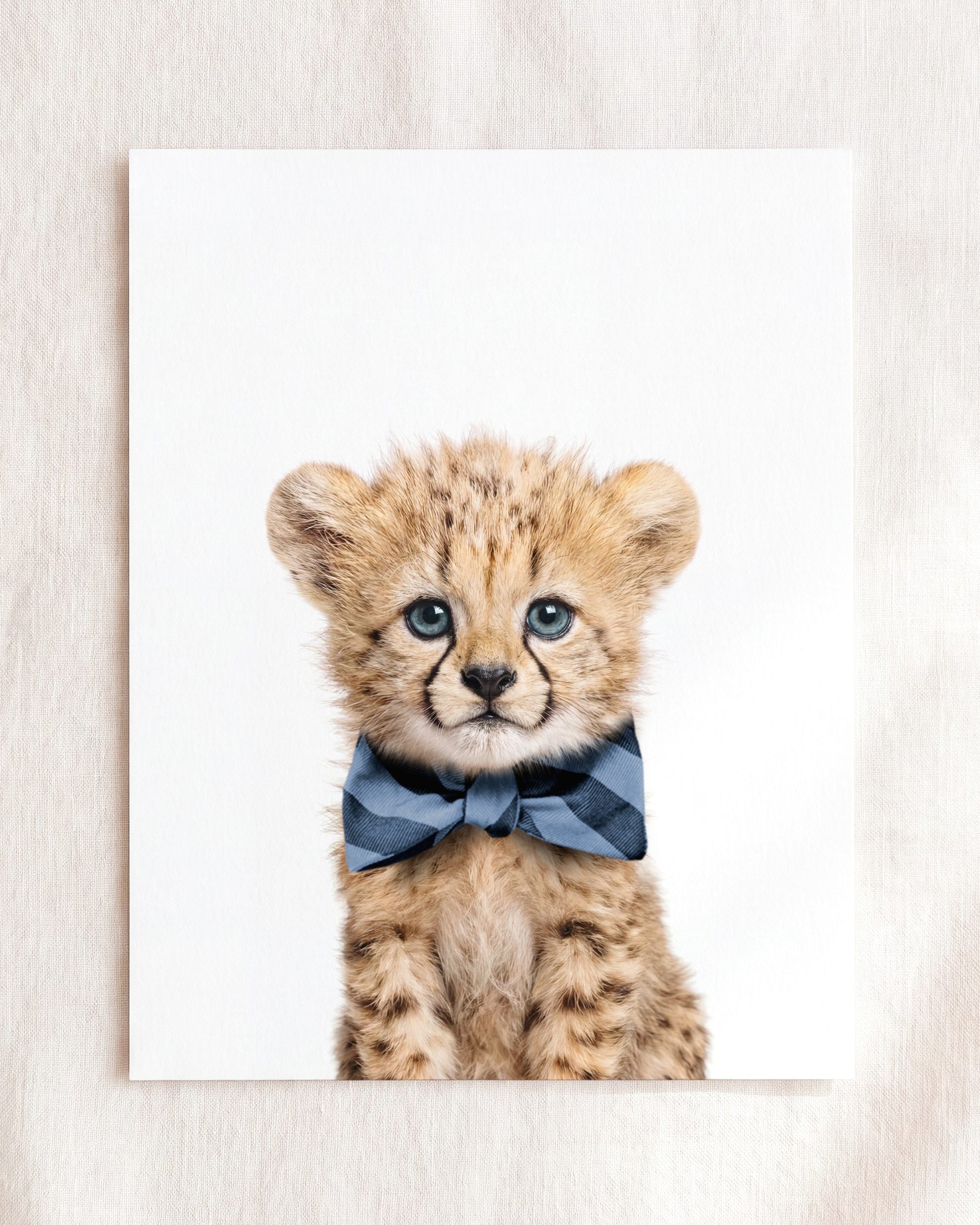 Baby Cheetah
