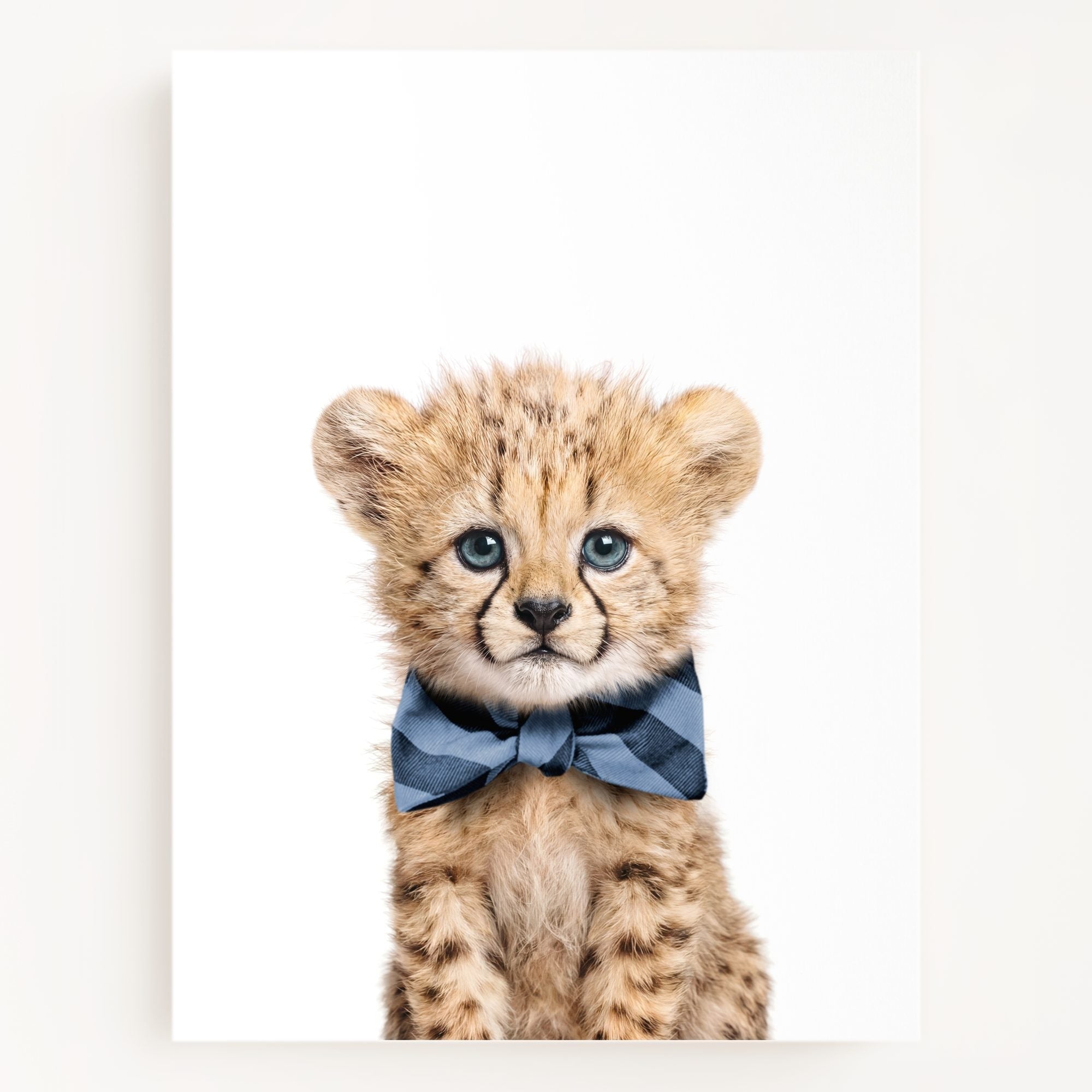 Baby Cheetah