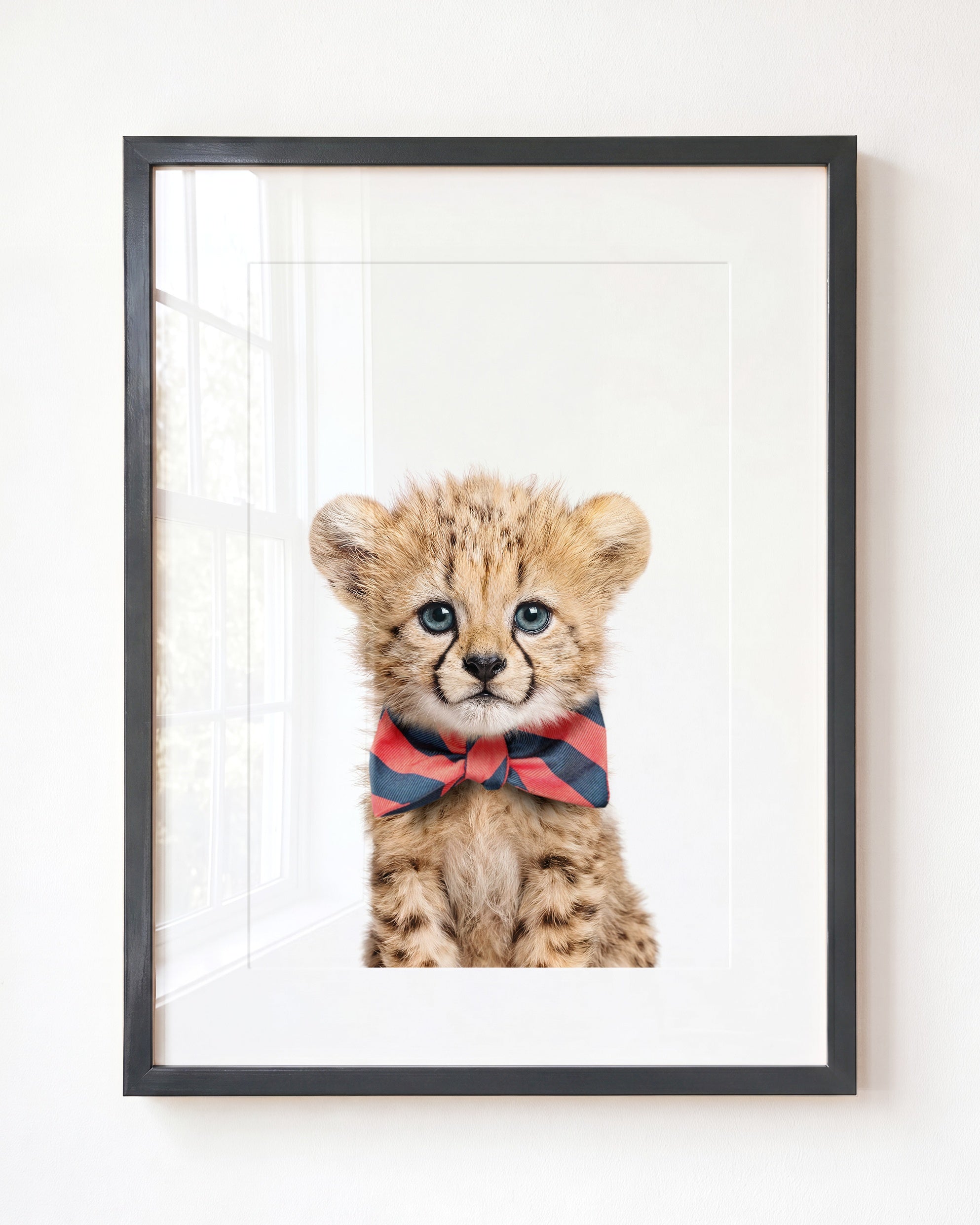 Baby Cheetah