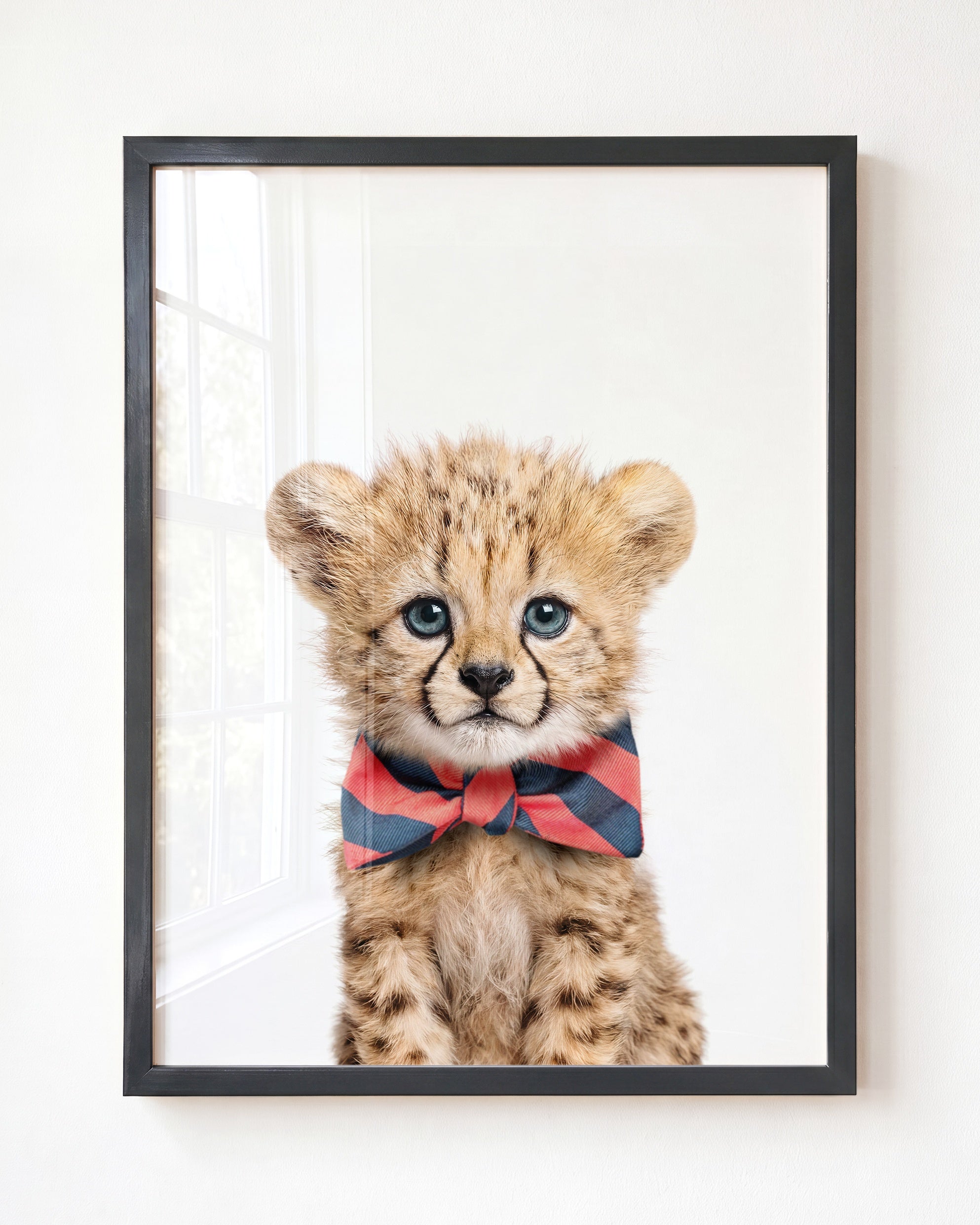 Baby Cheetah
