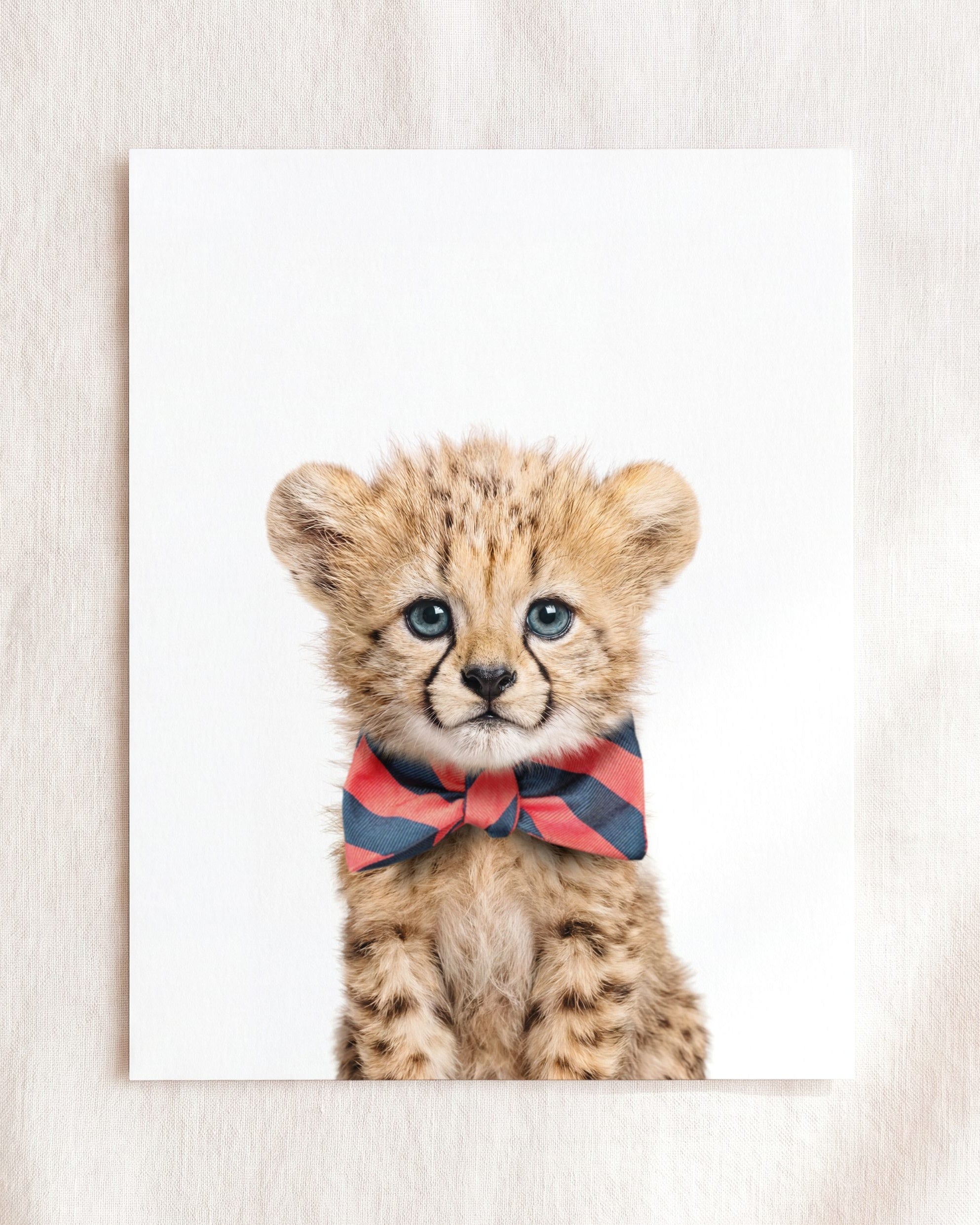 Baby Cheetah
