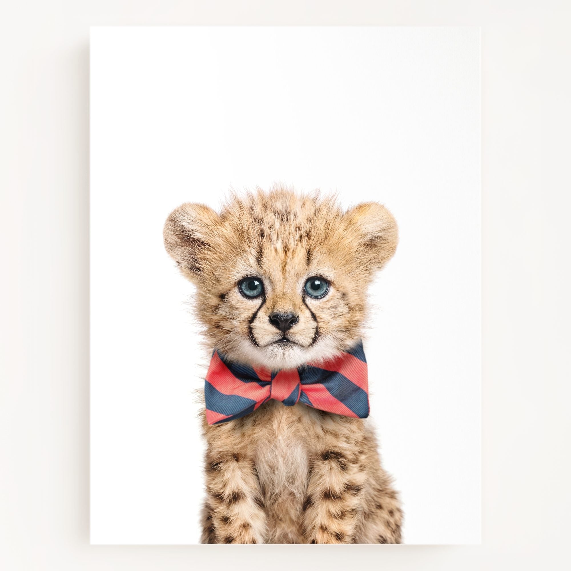 Baby Cheetah