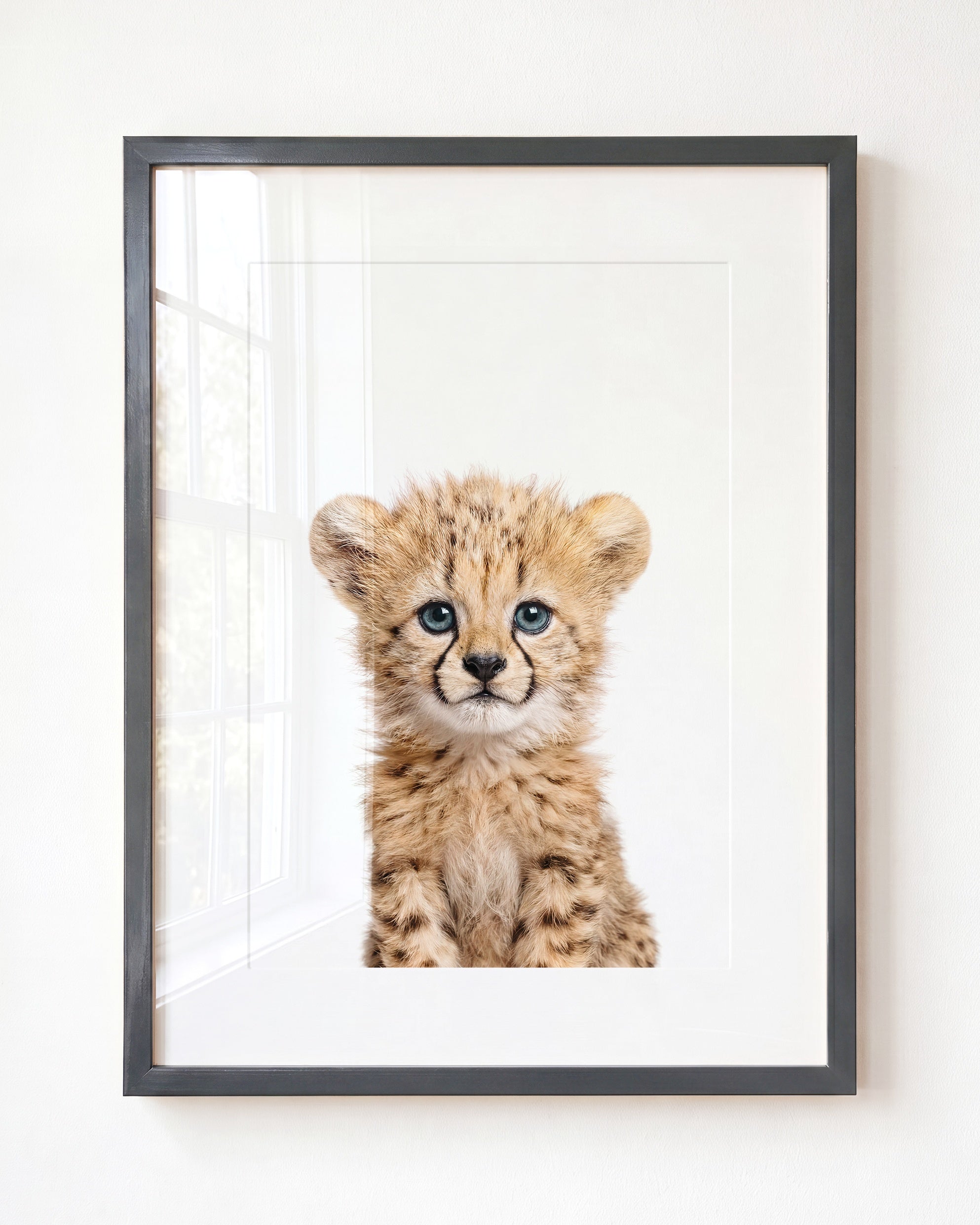 Baby Cheetah