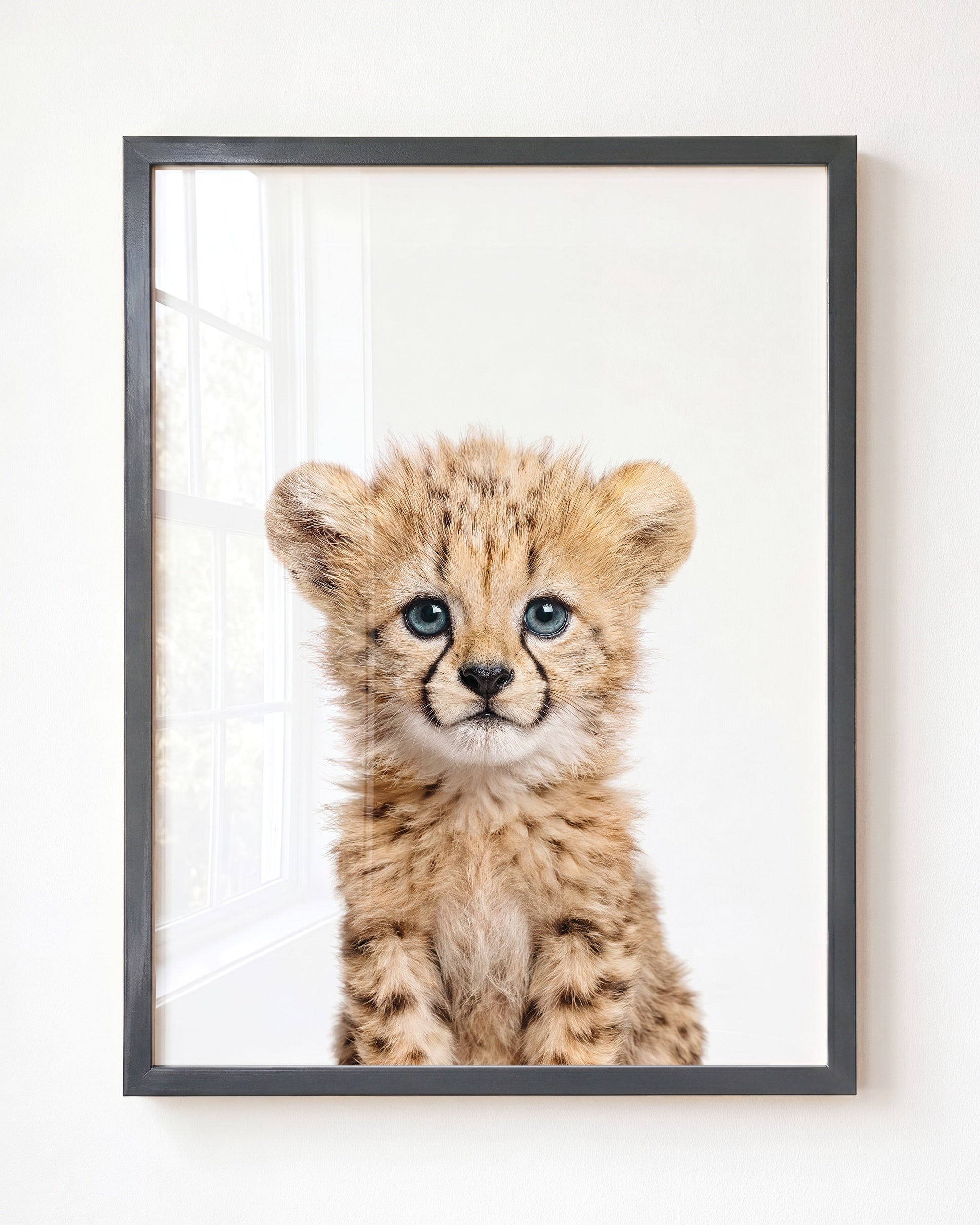 Baby Cheetah