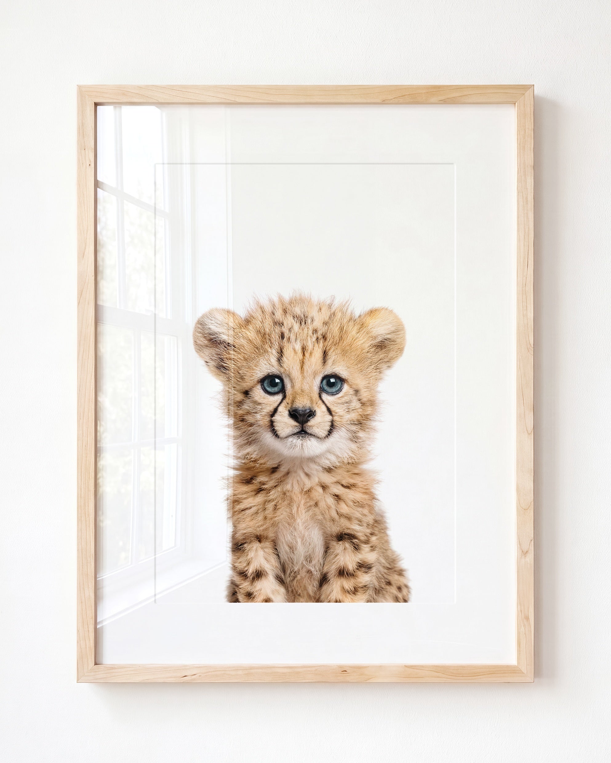 Baby Cheetah