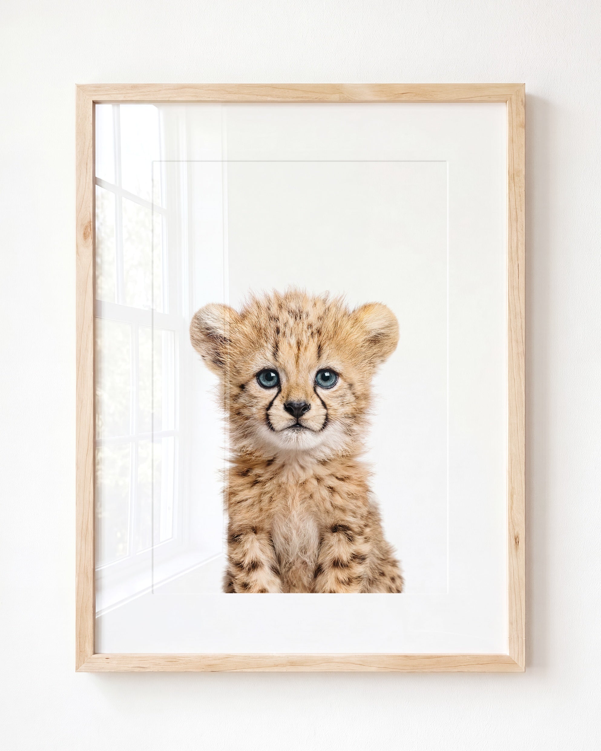 Baby Cheetah