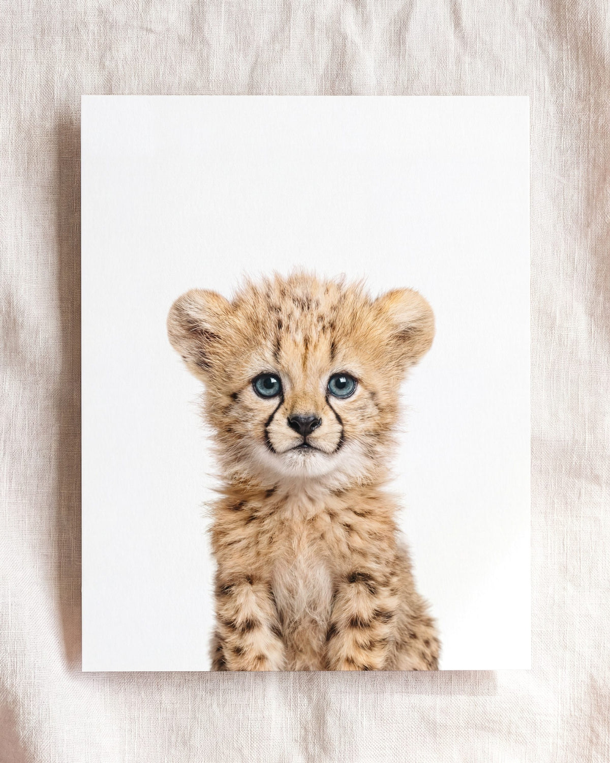 Baby Cheetah