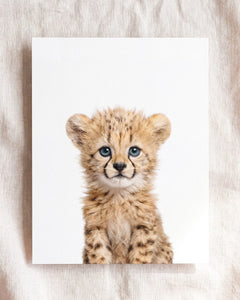 Baby Cheetah