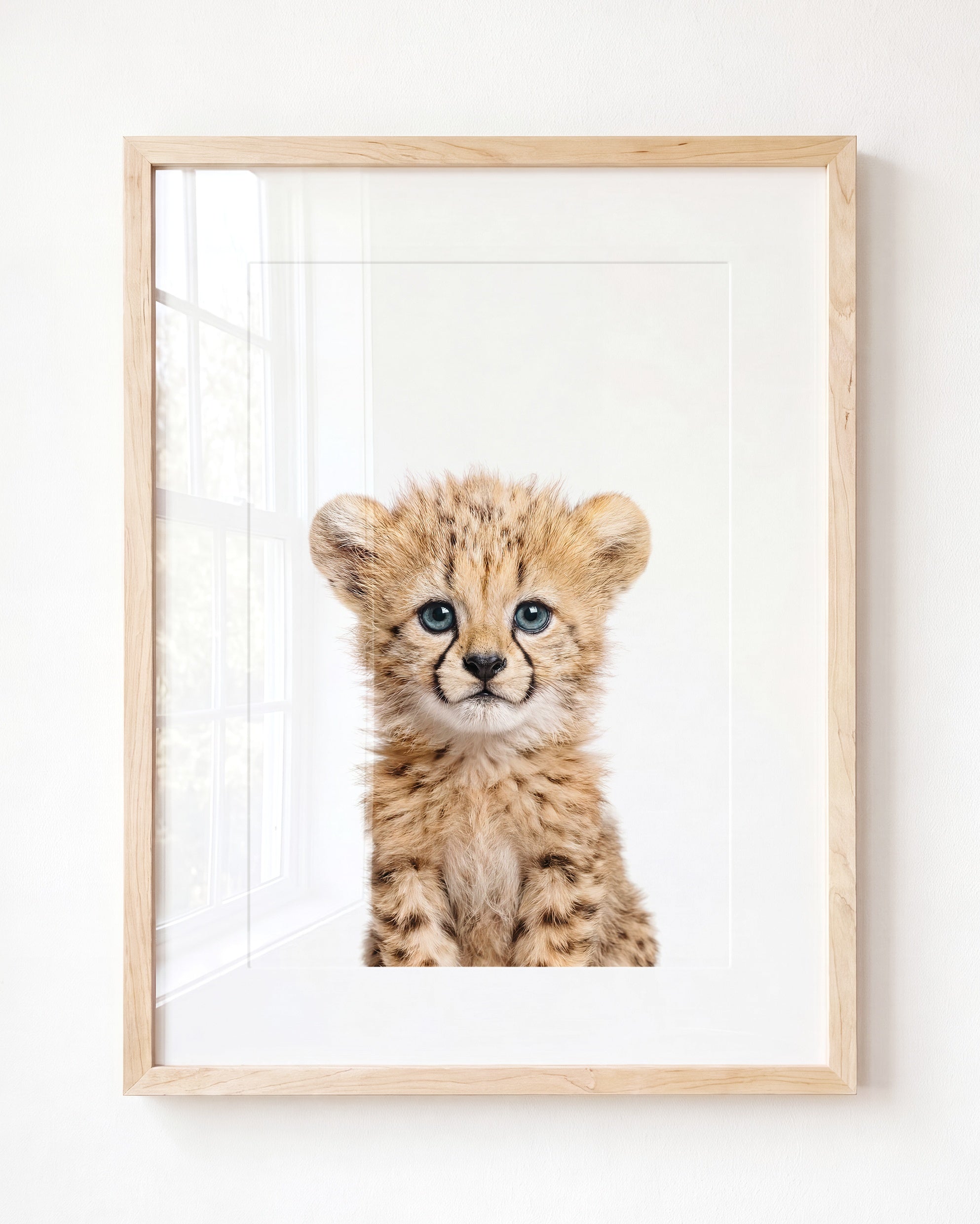Baby Cheetah