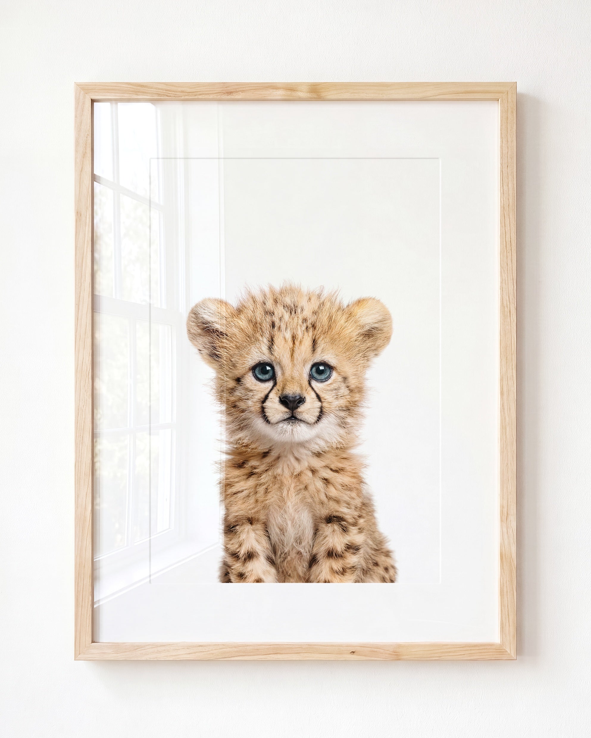 Baby Cheetah