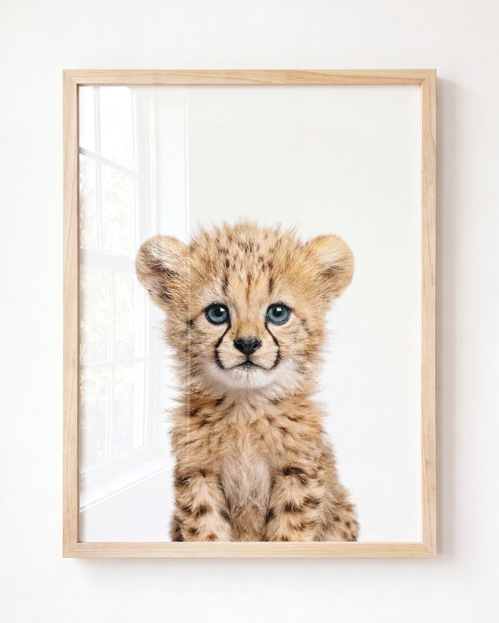Baby Cheetah