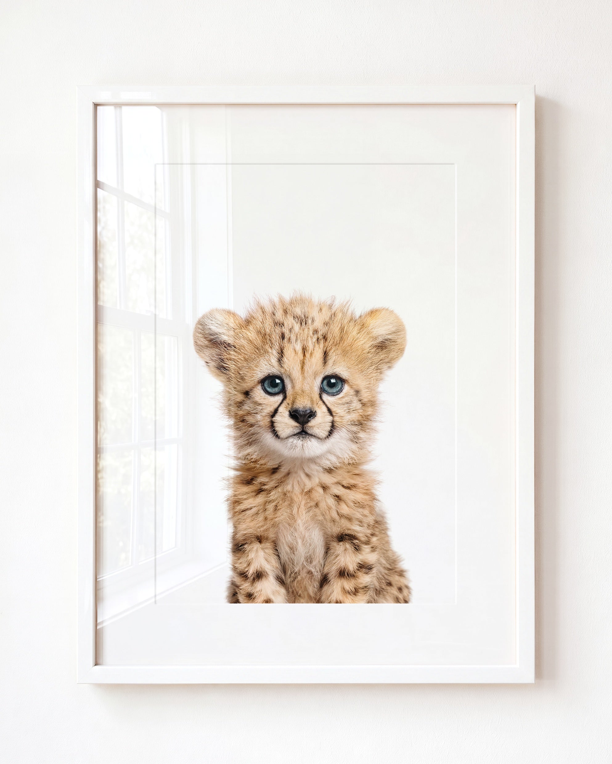 Baby Cheetah