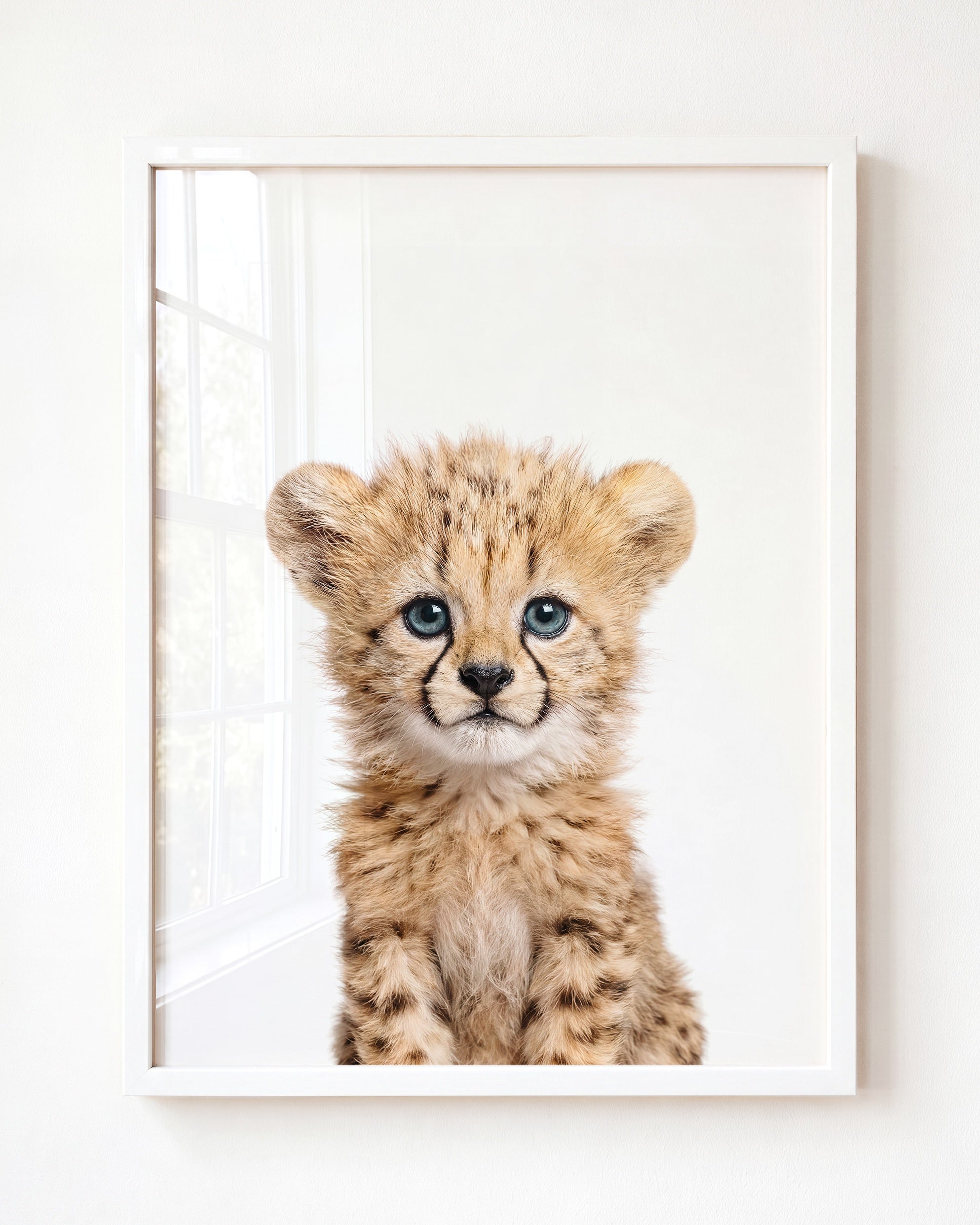 Baby Cheetah