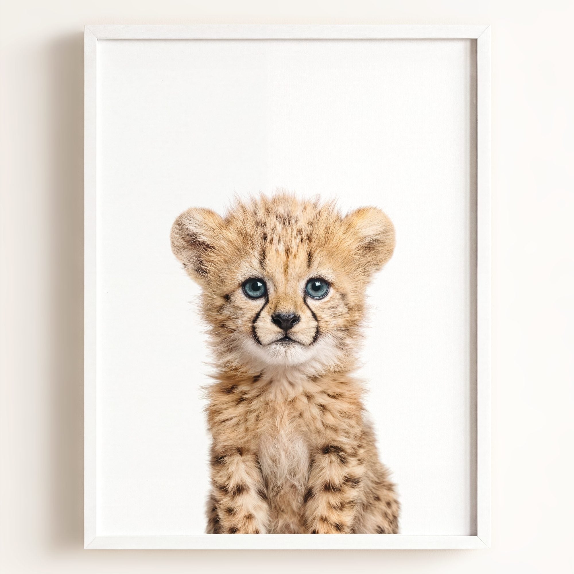 Baby Cheetah