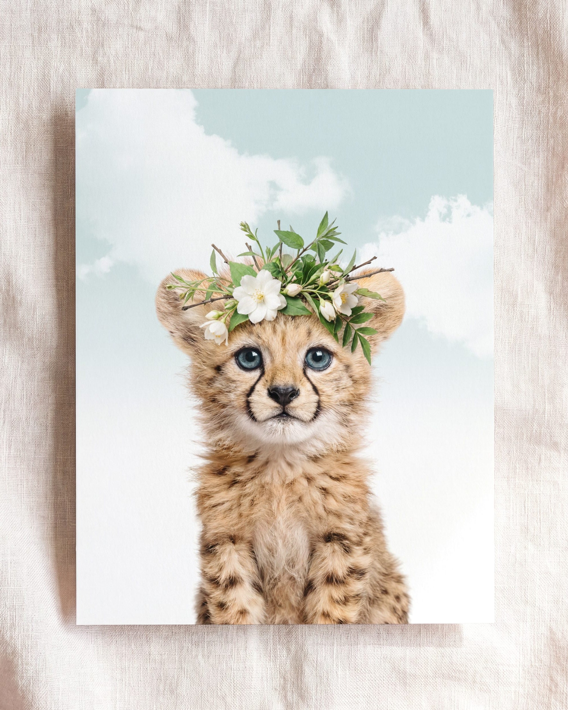 Baby Cheetah