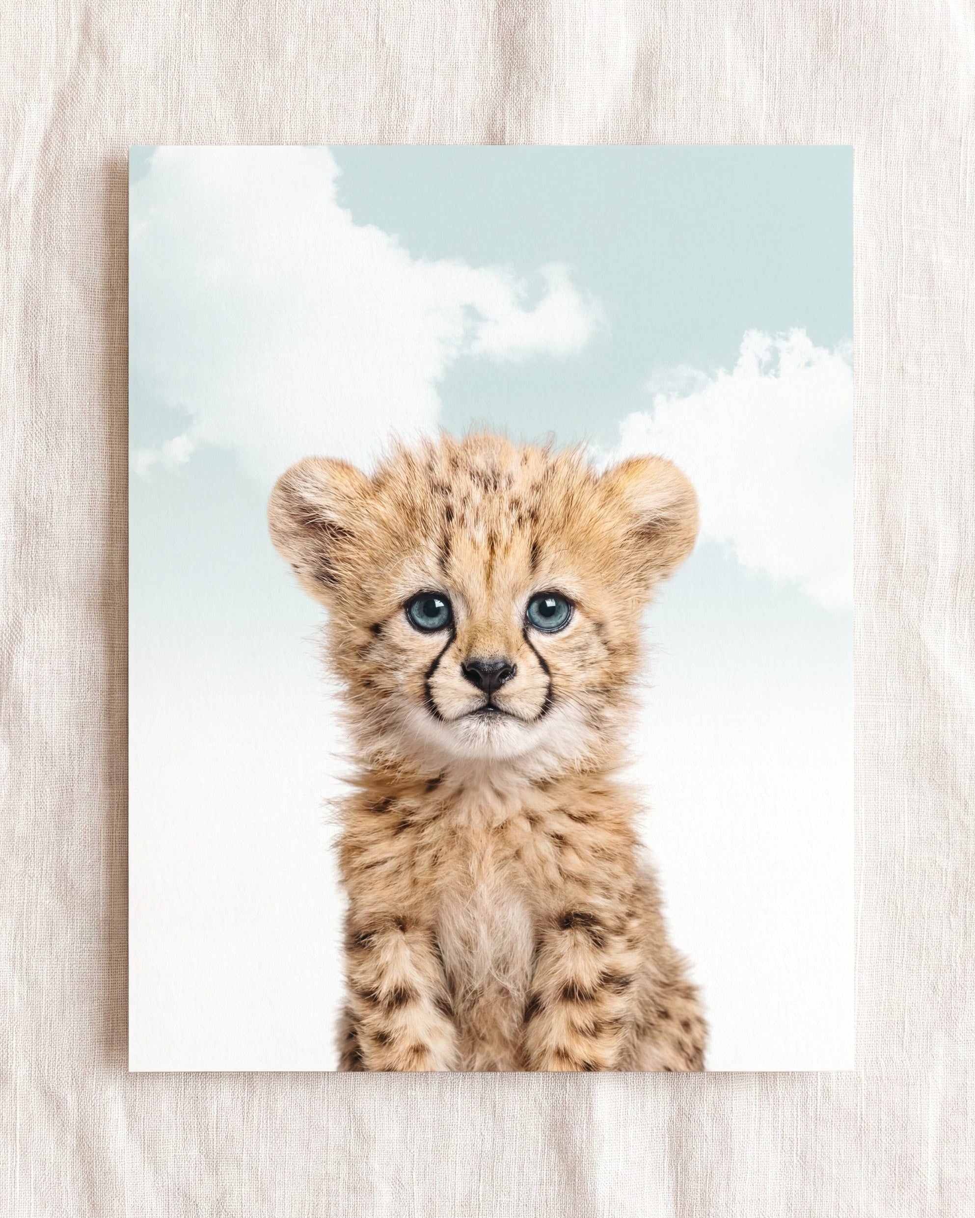 Baby Cheetah