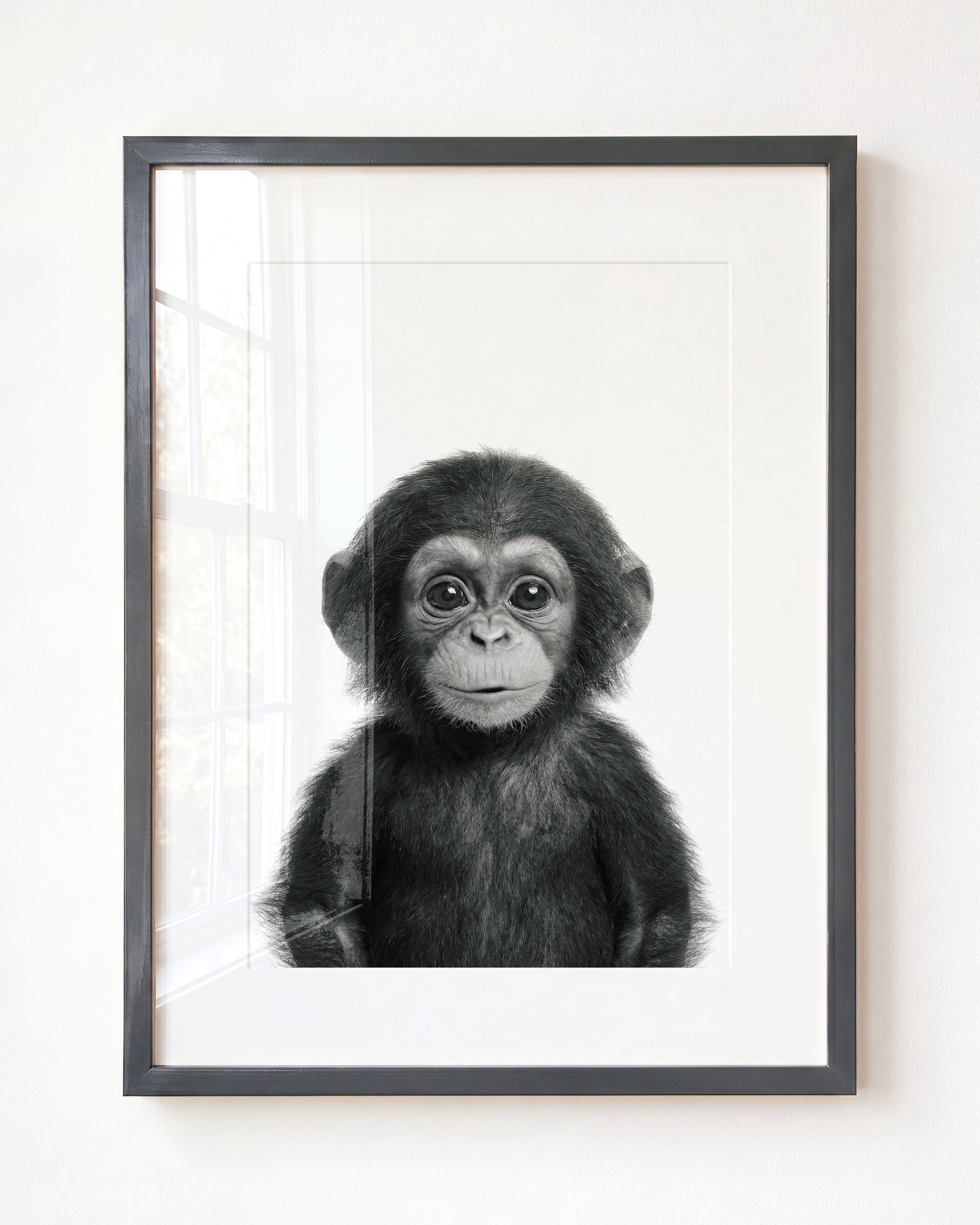 Baby Chimpanzee