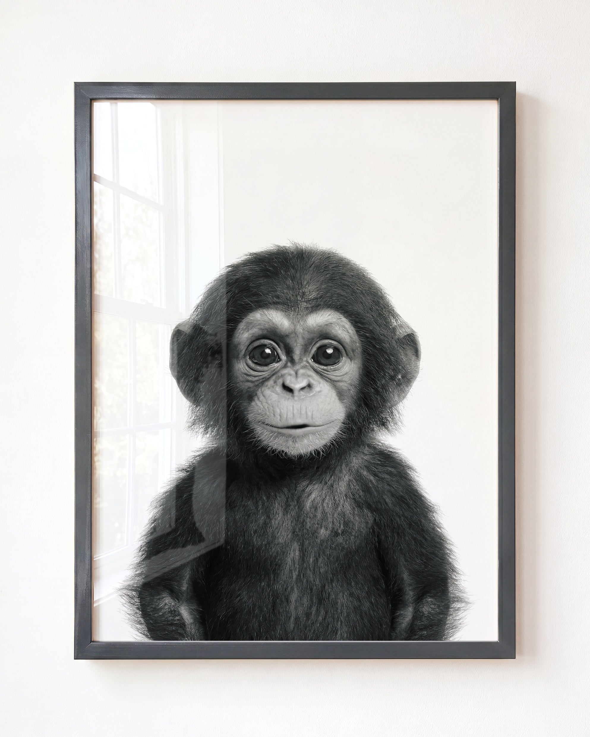 Baby Chimpanzee