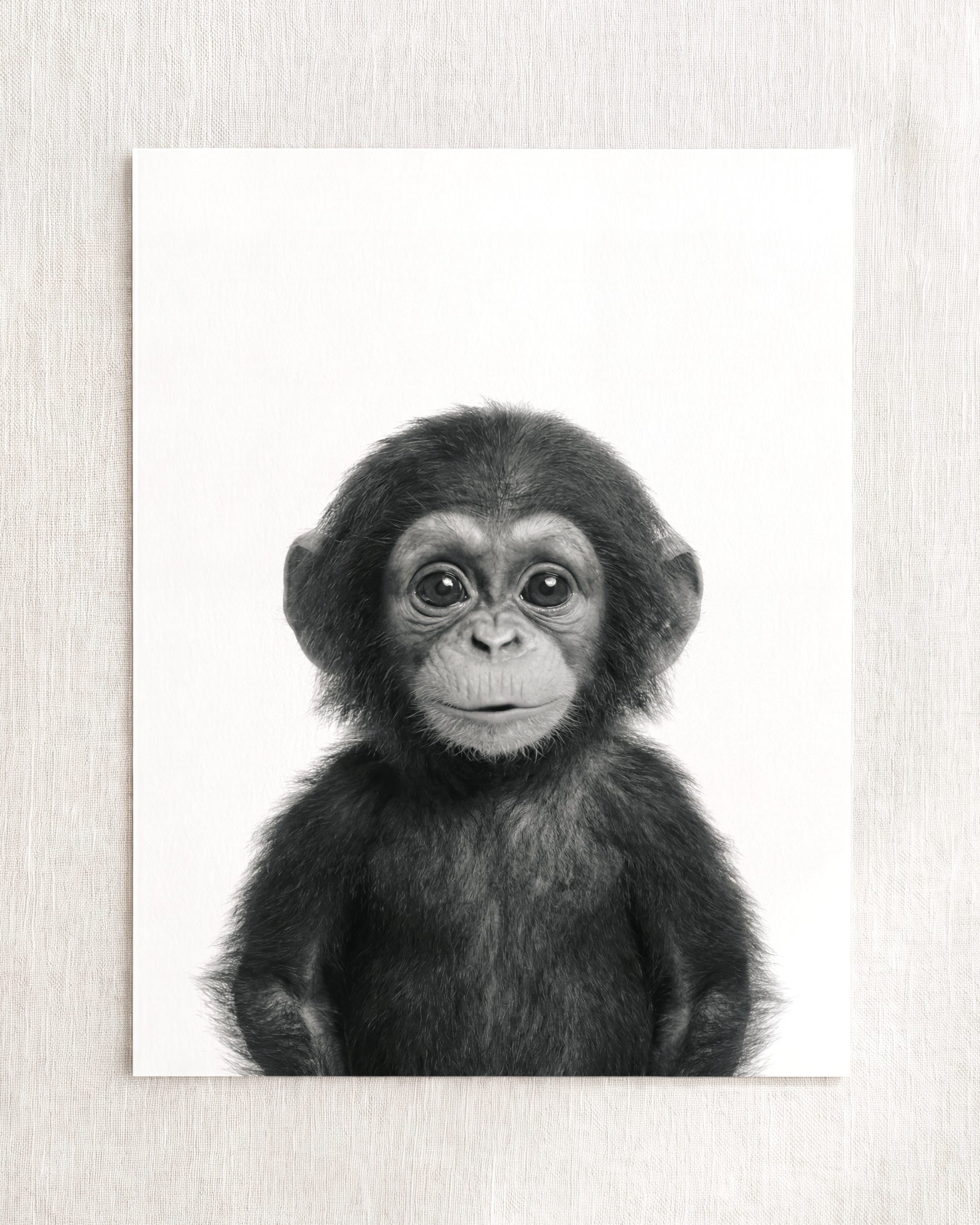 Baby Chimpanzee